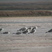 Heuglin's Gull